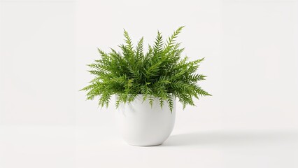 Potted plant green foliage in white container