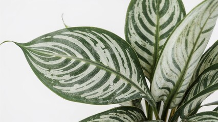 Aglaonema leaf on white background close up