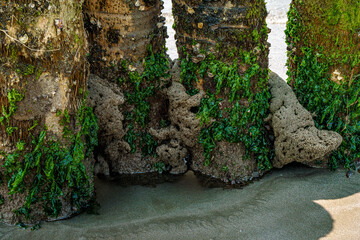 Musgo, coral y troncos del mar