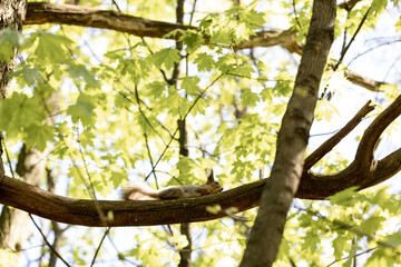 Squirrel on a tree in a sunny spring forest
