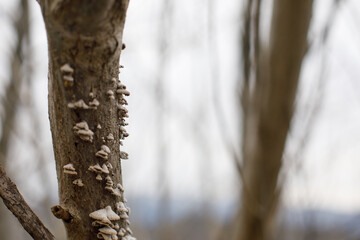 Split Gill Polypore, Schizophyllum commune. Fungi Growth on a Tree Trunk in a Forest During a...