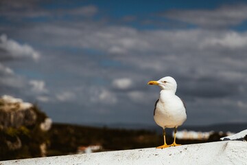 Seagull on a ledge with cloudy sky backdrop.