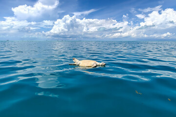 Dead Sea Turtle Floating in the Ocean near Semporna, Sabah â€“ Marine Pollution and Conservation Concept