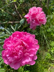 Polska wieś, czerwony kwiat. 