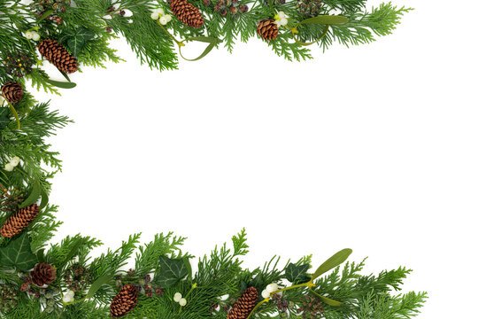 Winter cedar leaf fir, mistletoe, ivy, pine cone, Christmas flora background frame border on white. Natural nature design for invitation, gift tag, label. Copy space.