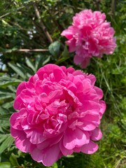 Polska wieś, czerwony kwiat. 