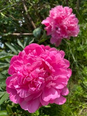 Polska wieś, czerwony kwiat. 