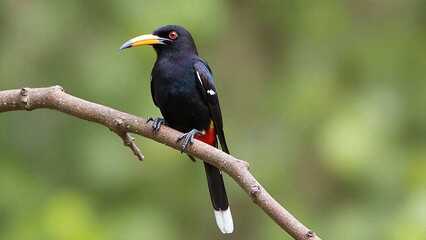 Fototapeta premium A Long-Tailed Paradise bird perches on a branch, showcasing vibrant colors and intricate details.