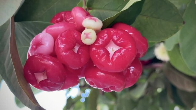 Bunch of Rose Apple on the tree,tropical fruit,Bell shaped with a crisp,refreshing and mild sweet taste,