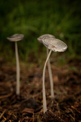 mushroom in the forest