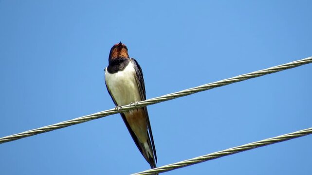 A swallow sings on the wires against the sky, close-up.