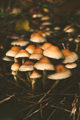 mushrooms in the forest