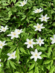 anemone nemorosa a meadow of white flowers against a background of greenery