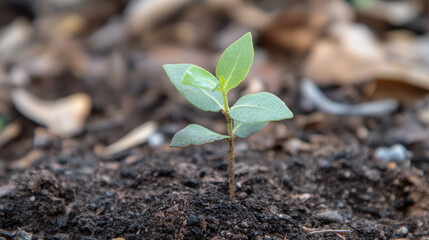 Eucalyptus seedling closeup growing in soil nature environment high fidelity perspective