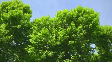 Plane Trees Foliage, Forest Treetops, Tree Branches, Green Tree Canopy Upward View, Blue Sky, London - Powered by Adobe