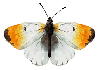 Watercolor butterfly with orange tipped wings on transparent background.