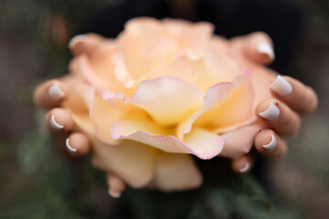 Rose hands manicure, garden, day: Woman holds a peach rose to show its beauty in daylight.