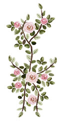 Watercolor rose branch illustration on transparent background.
