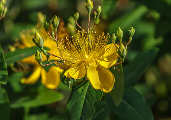Hypericum perforatum, commonly known as St. John's wort is a flowering plant in the family Hypericaceae.