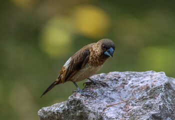 The white-rumped munia (Lonchura striata) or white-rumped mannikin, sometimes called striated finch in aviculture, is a small passerine bird from the family of waxbill "finches" (Estrildidae). 
