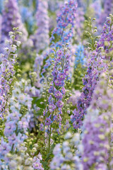 Delphinium elatum is a species of flowering plant in the buttercup family Ranunculaceae, known by the common names alpine delphinium, bee larkspur, or candle larkspur.