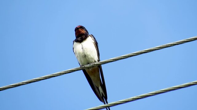A swallow cleans feathers on wires against the sky, close-up.
