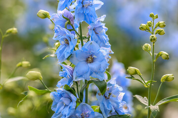 Delphinium elatum is a species of flowering plant in the buttercup family Ranunculaceae, known by the common names alpine delphinium, bee larkspur, or candle larkspur.