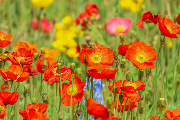 Colourful red, yellow and orange poppies flowering in a summer garden.