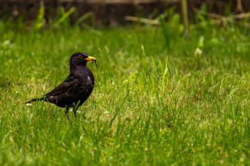 A starling sitting on a garden lawn holding an earthworm in its beak,