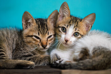 Close-up of two adorable kittens lying down together, facing the camera with curious expressions