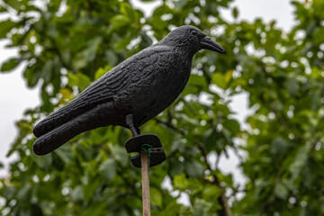 A black fake bird imitating a predator hung on the roof of a house to scare away other birds in...