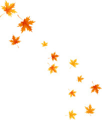 Orange Yellow Autumn Maple Leaves. Fall Pattern. Season Plant  Design Element. Thanksgiving Ornament