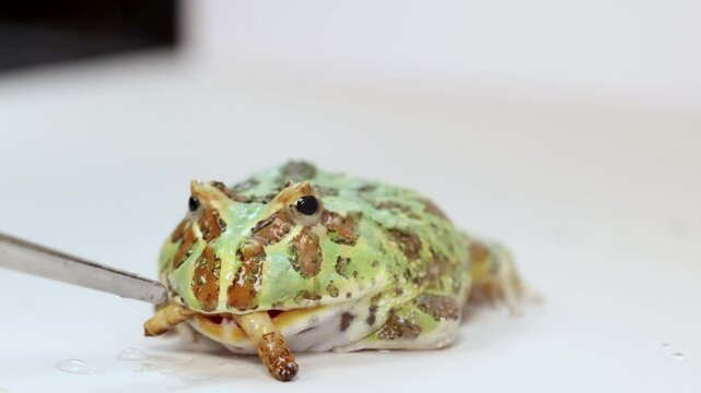 Close-up Feeding Sequence of a Horned Frog (Ceratophrys ornata) Eating a Superworm (Zophobas morio)