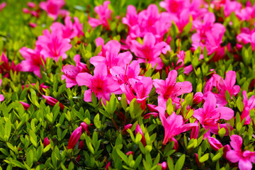 Pink and white azalea flowers blooming beautifully along a pedestrian sidewalk in Tokyo, Japan