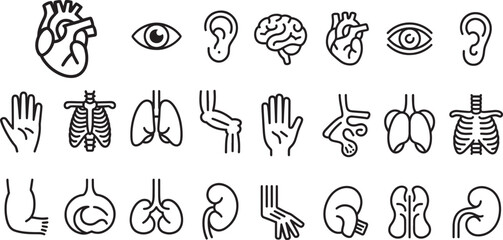 Twelve Human Anatomy Organs and Body Parts Line Art Icons Black and White Medical Illustrations heart