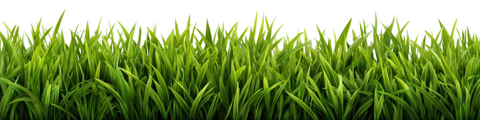 Fototapeta premium Green grass border with tall blades and shadows, realistic texture, isolated on a Transparent background, PNG file. background
