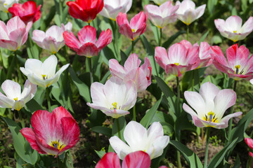 Field of blooming tulips under natural sunlight.