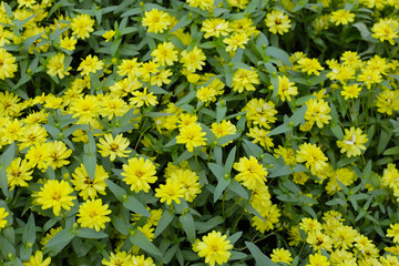 Yellow zinnias in full bloom