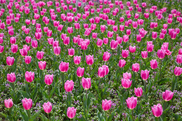 Field of blooming tulips under natural sunlight.