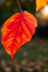 Obraz premium Vibrant red maple and autumn leaves blanket the ground, showcasing nature's colorful fall foliage