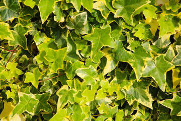 Variegated ivy leaves with bright green and yellow tones.