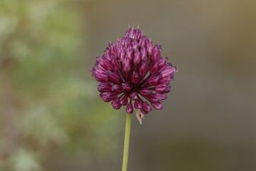 Flor de planta cebollino Allium sphaerocephalon fotografíada con técnica apilamiento de foco, Alcoy, España