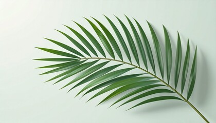 Obraz premium Minimalistic palm leaf background.