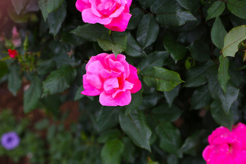 A beautiful rose bush in a public park in Japan