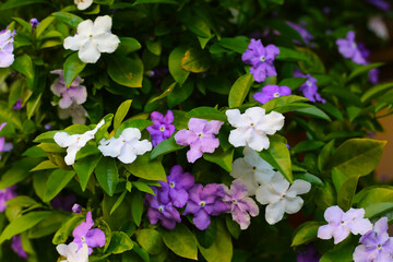 Brunfelsia pauciflora flower on tree
