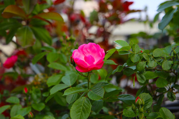 A beautiful rose bush in a public park in Japan