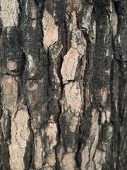 The rough, striped texture of tree bark, with deep vertical patterns and natural cracks, is perfect for backgrounds, natural textures, or design elements that require an organic, rustic touch.
