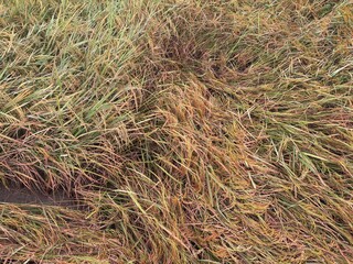 Rice plants collapsed due to strong winds, farmers failed to harvest due to bad weather, suitable for agricultural themes, food crisis, weather and others