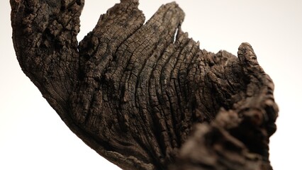 Twisted tree bark fragment under soft light on clean white studio background