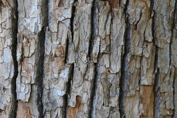 Rough tree bark with deep cracks and natural textures.